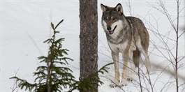 Har påvist 84-91 ulver i Norge